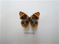 藏品(青眼蛺蝶)的圖片